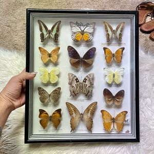Vintaged framed butterflies